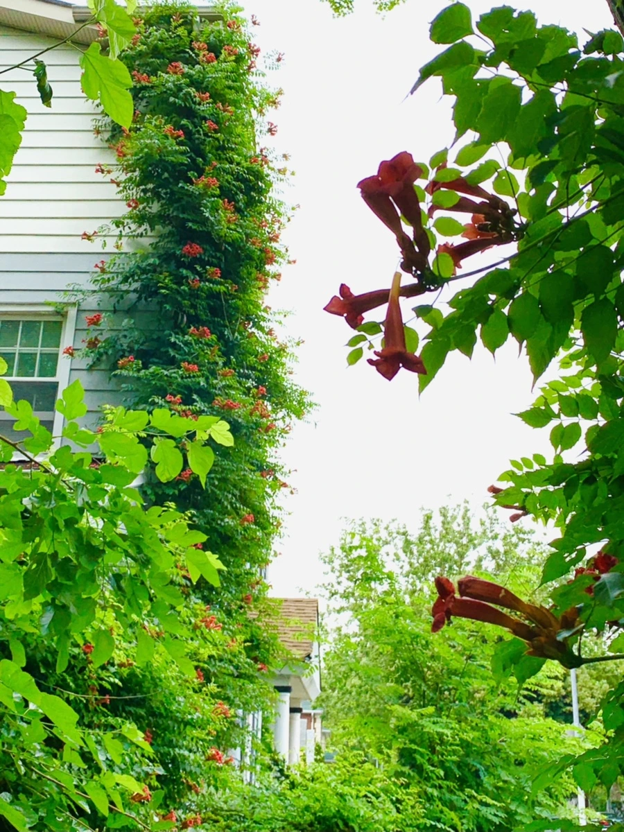 IMG_7138.jpg?type=w966