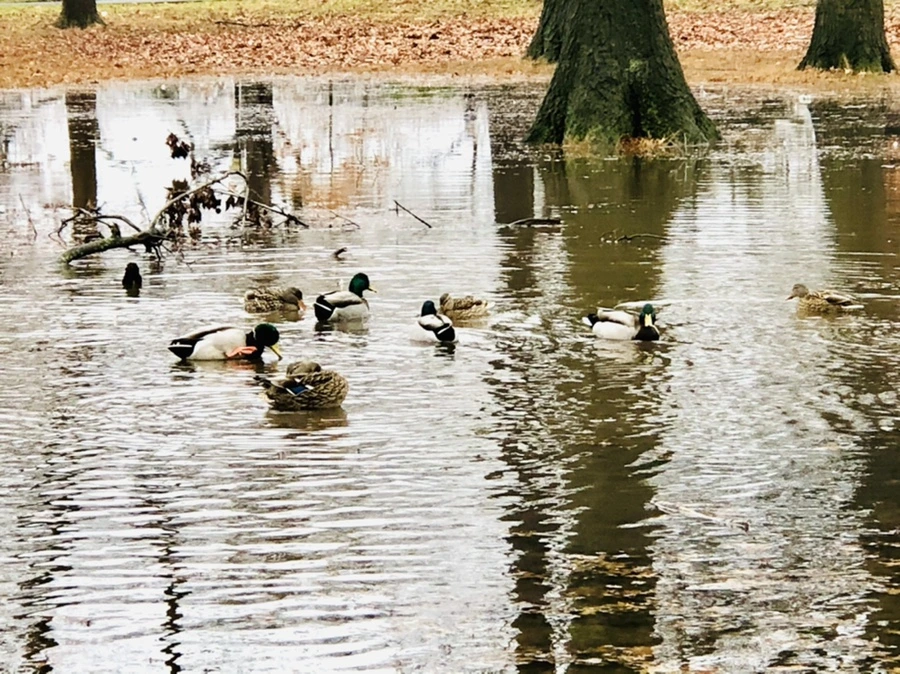 IMG_3390.jpg?type=w966