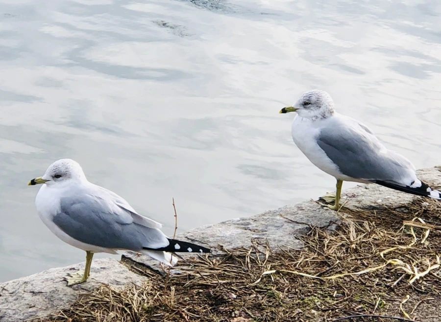 IMG_8722.jpg?type=w966