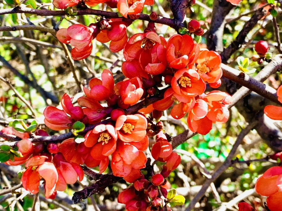 IMG_7570.jpg?type=w966