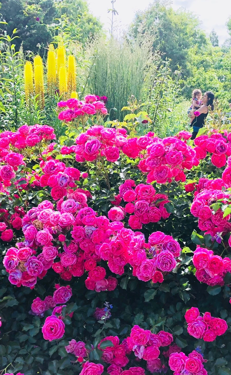 IMG_7806.jpg?type=w966