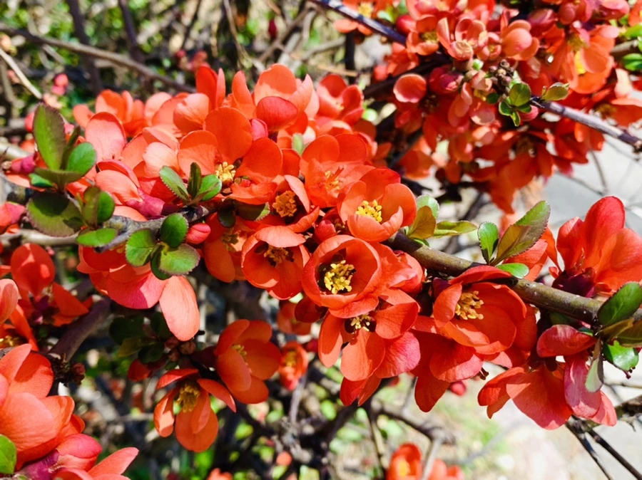 IMG_8504.jpg?type=w966