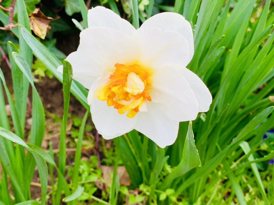 IMG_4056.jpg?type=w966