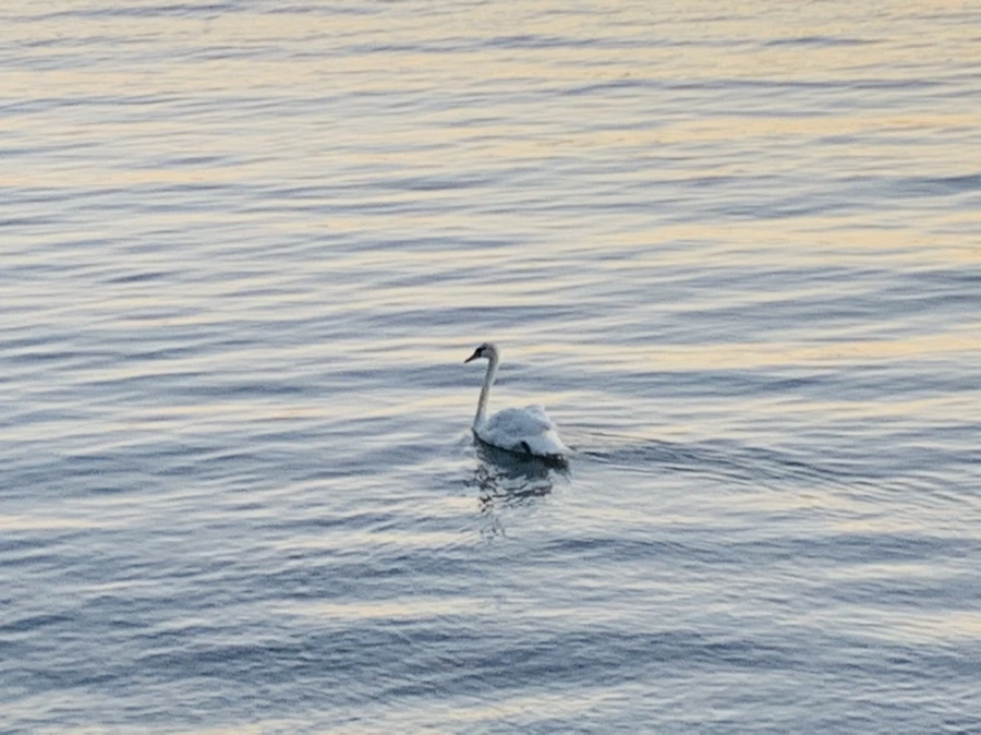 IMG_9489.jpg?type=w966