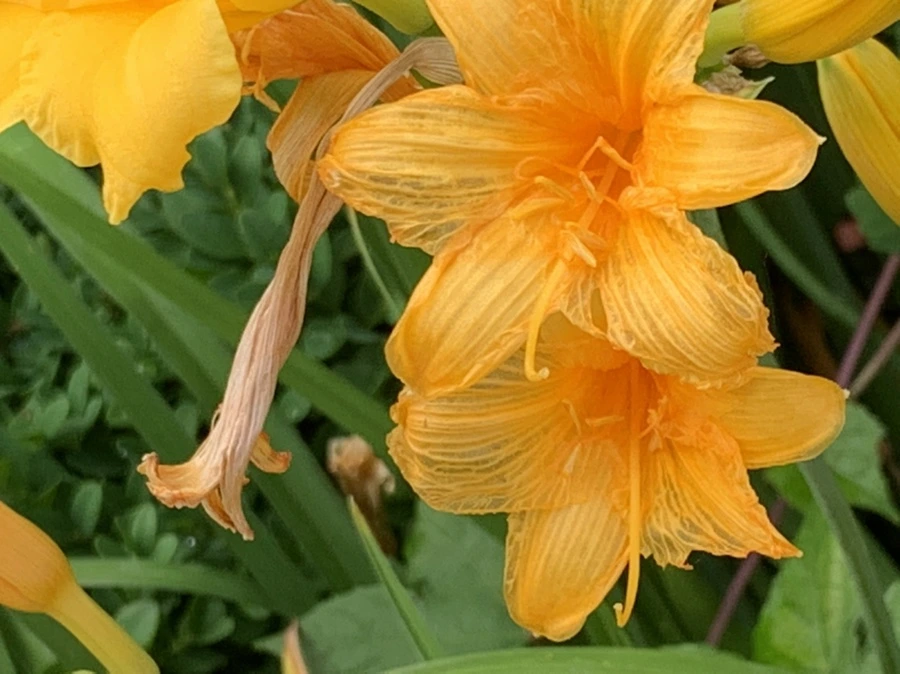 IMG_6035.jpg?type=w966