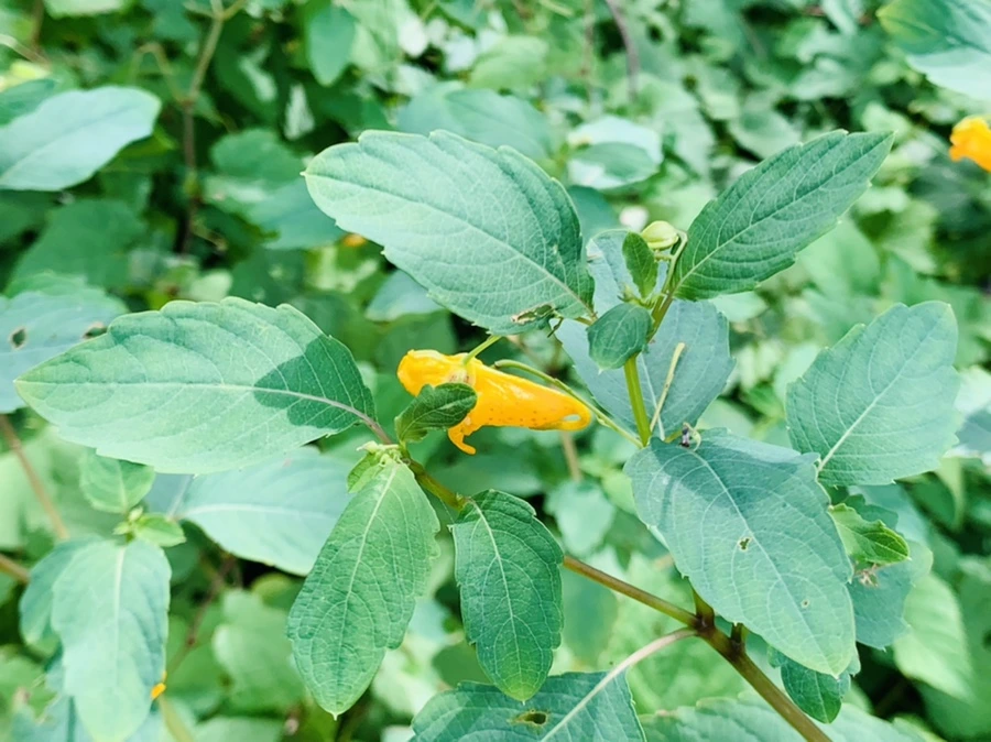 IMG_9289.jpg?type=w966