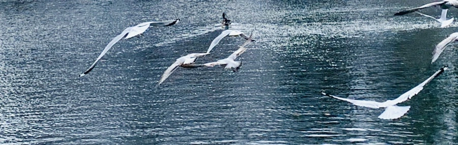 IMG_8022.jpg?type=w966