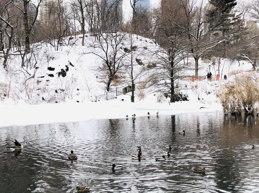 IMG_9171.jpg?type=w966