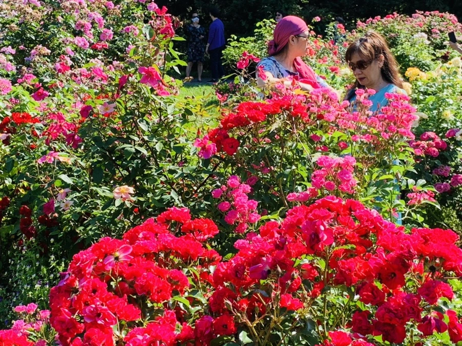 IMG_3159.jpg?type=w966