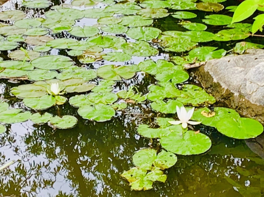 IMG_5167.jpg?type=w966