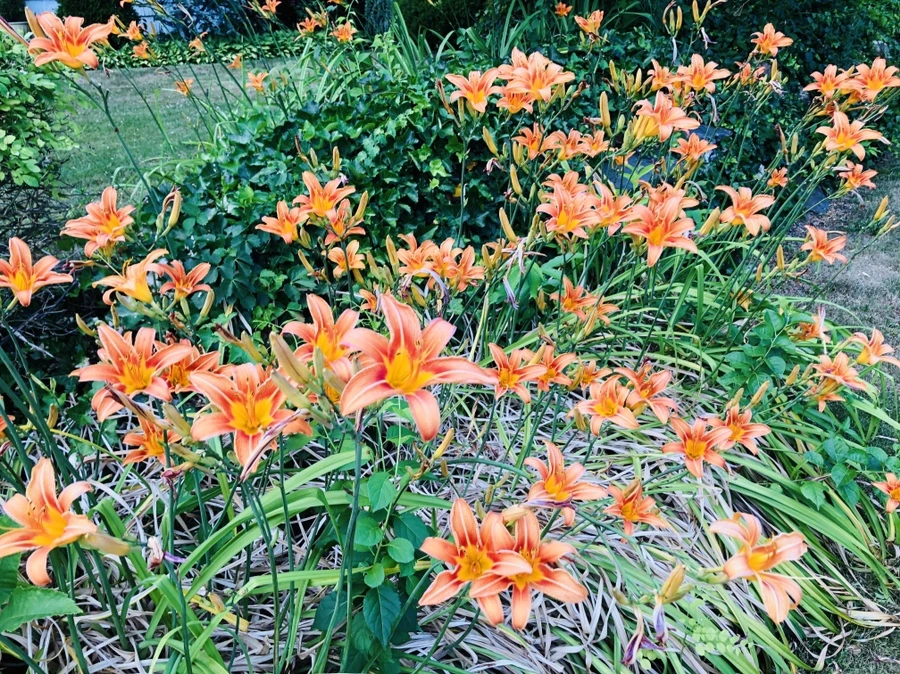 IMG_0386.jpg?type=w966