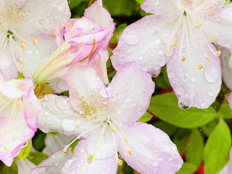 IMG_9376.jpg?type=w966