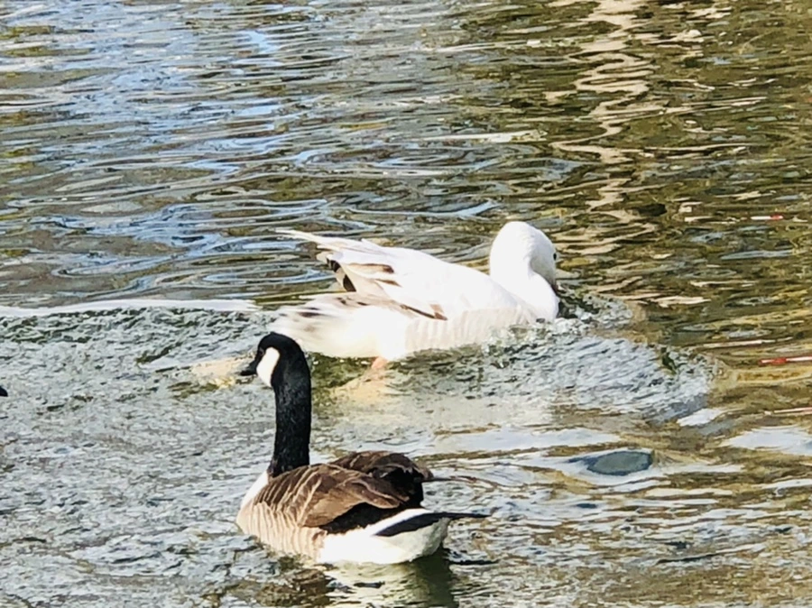 IMG_3613.jpg?type=w966