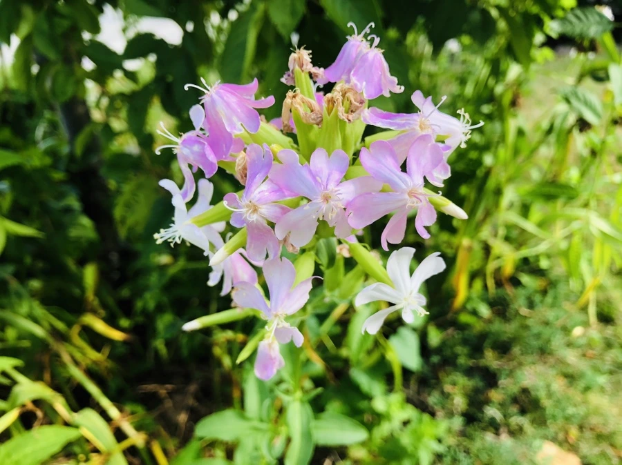 IMG_2963.jpg?type=w966