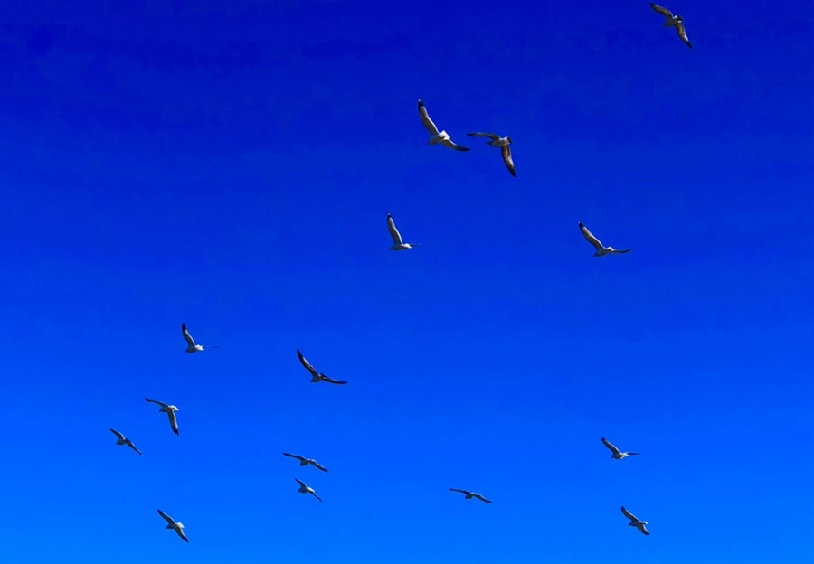 IMG_7878.jpg?type=w966