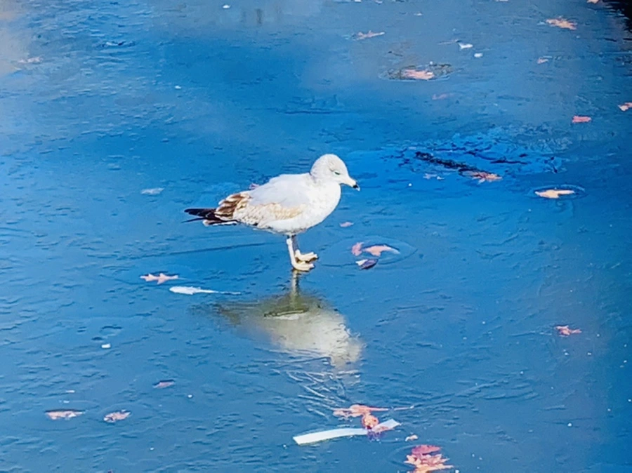 IMG_8315.jpg?type=w966