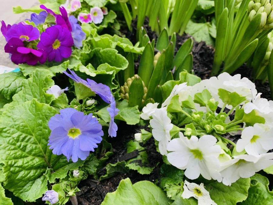 IMG_4647.jpg?type=w966