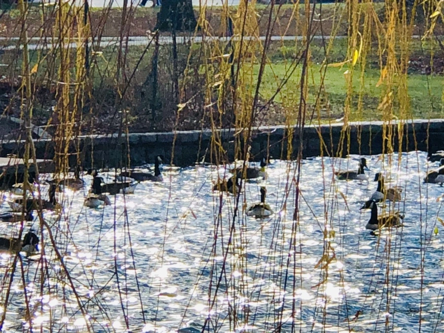 IMG_9208.jpg?type=w966