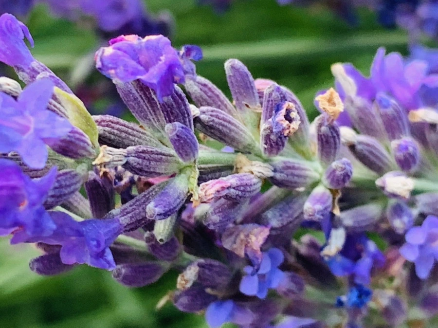 IMG_0872.jpg?type=w966