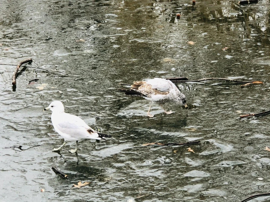 IMG_3163.jpg?type=w966