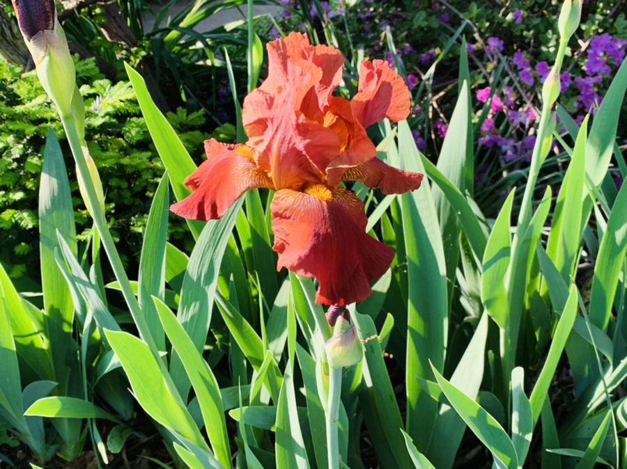 IMG_4087.jpg?type=w966