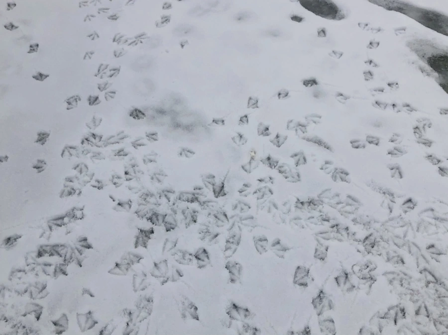 IMG_2567.jpg?type=w966