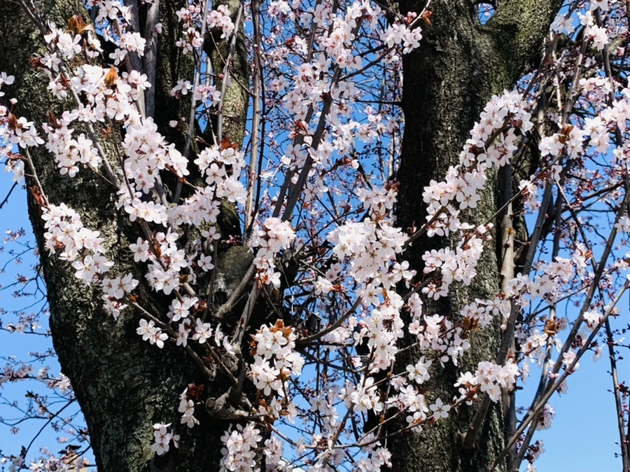 IMG_7710.jpg?type=w966