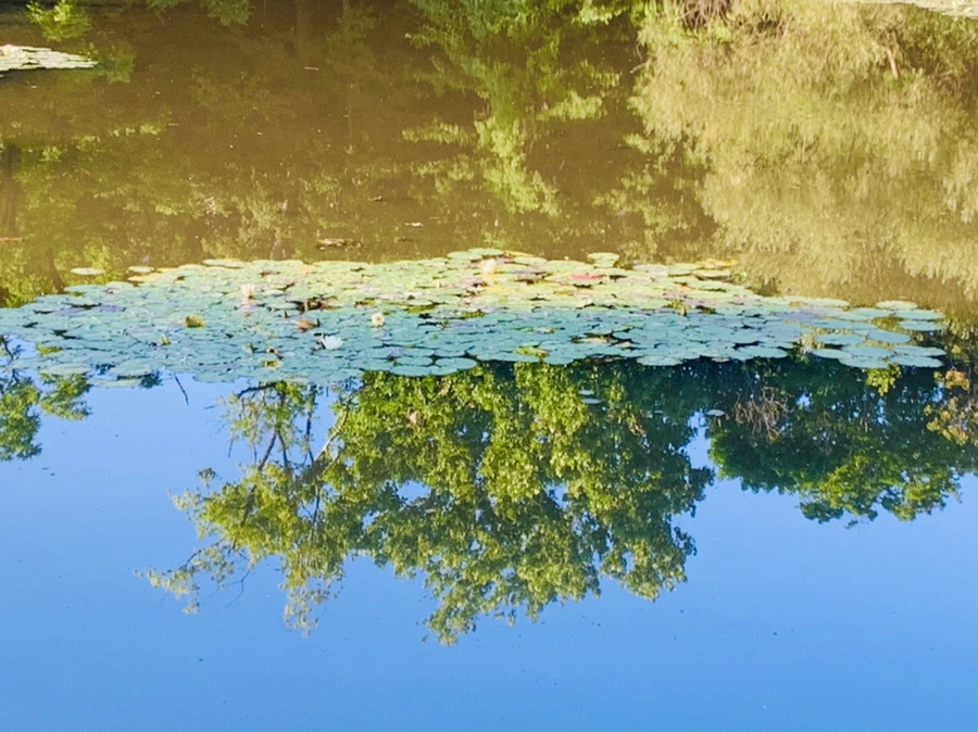 IMG_4245.jpg?type=w966