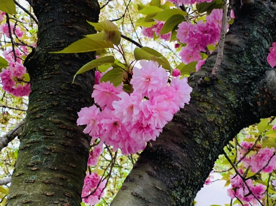 IMG_7184.jpg?type=w966