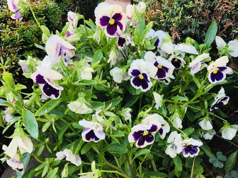 IMG_2517.jpg?type=w966