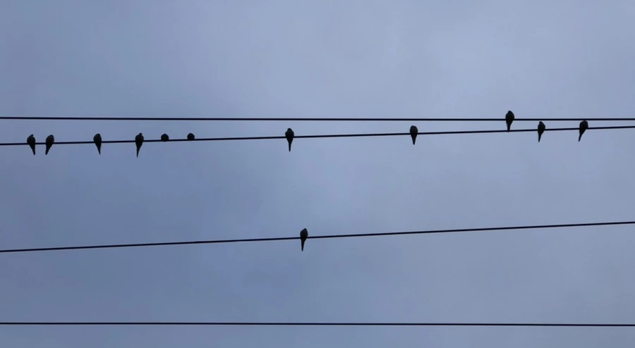 IMG_2382.jpg?type=w966