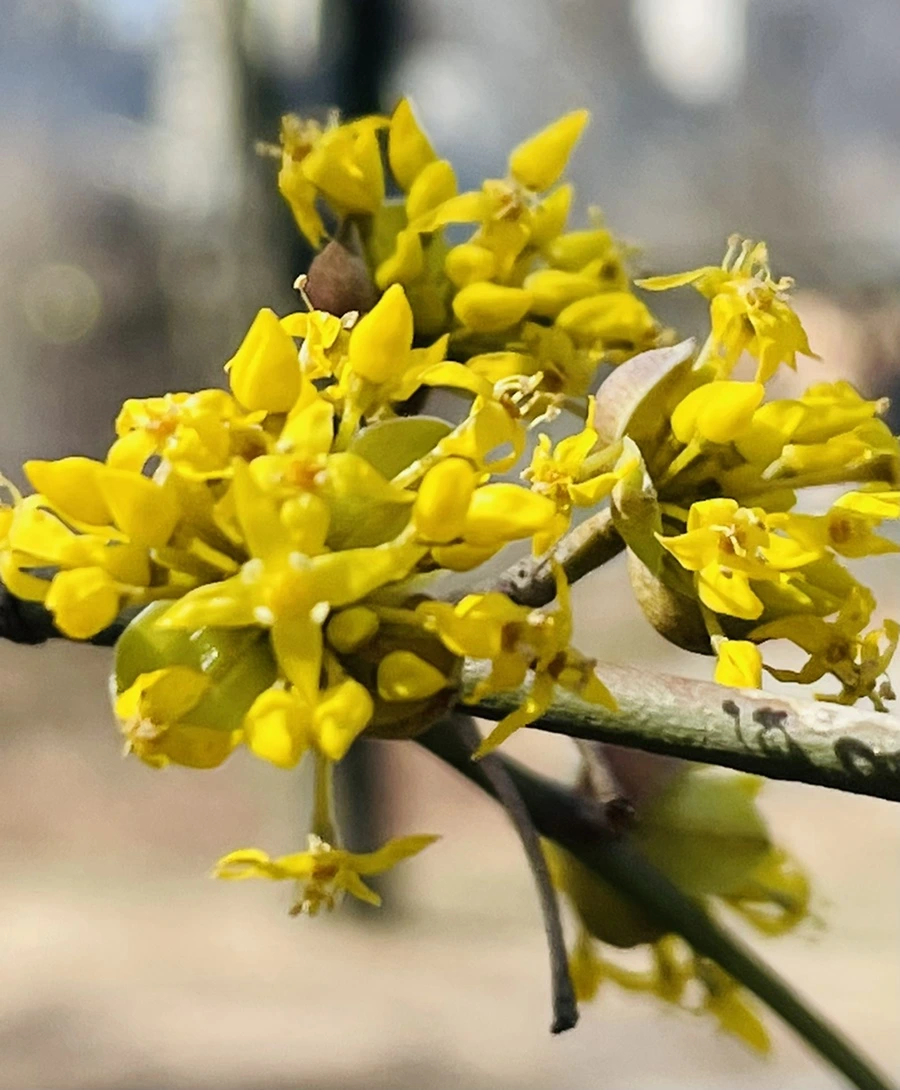 IMG_4941.jpg?type=w966