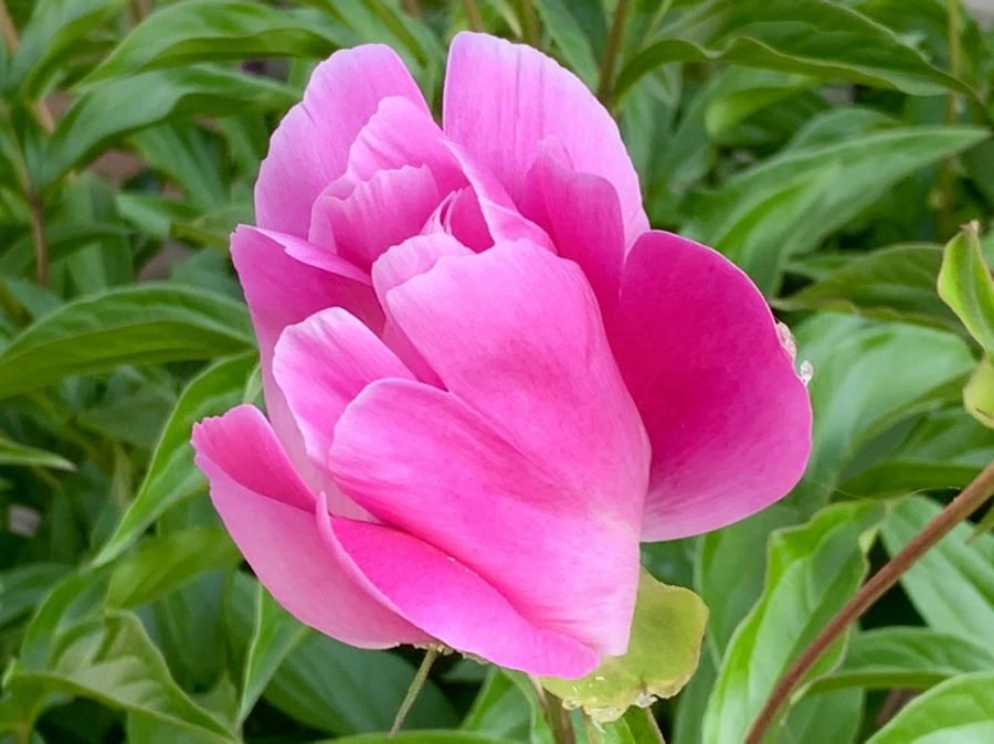 IMG_4120.jpg?type=w966