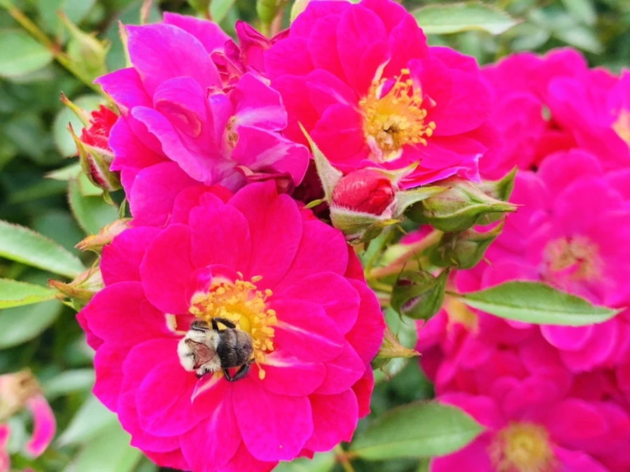 IMG_4921.jpg?type=w966