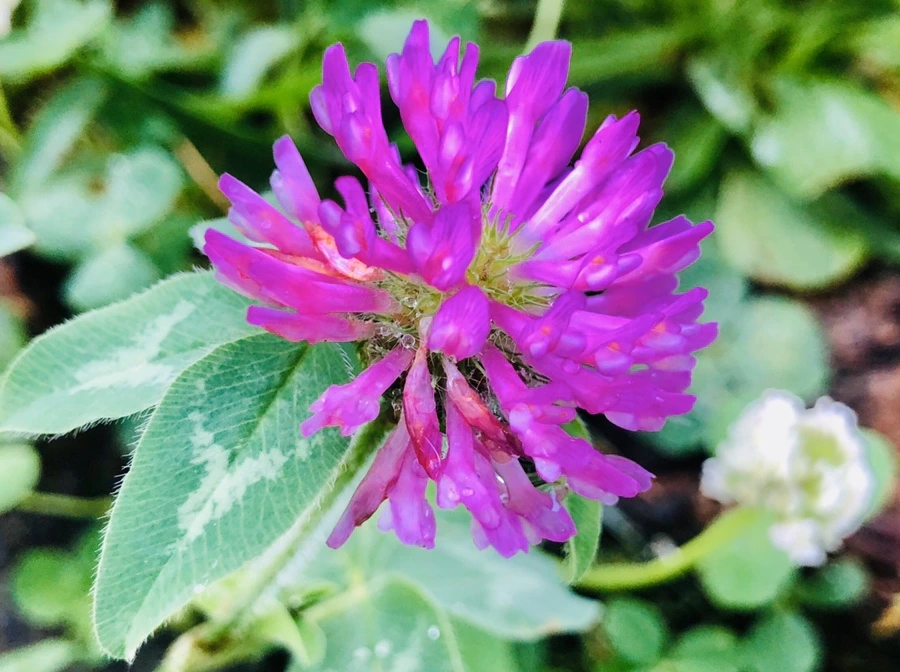 IMG_8175.jpg?type=w966