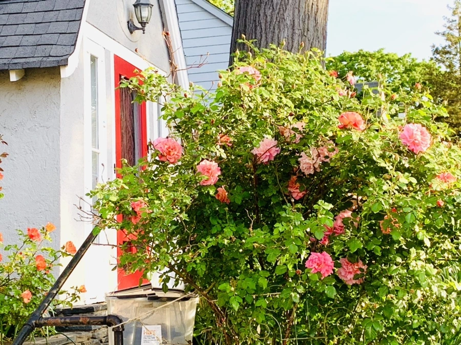 IMG_4560.jpg?type=w966