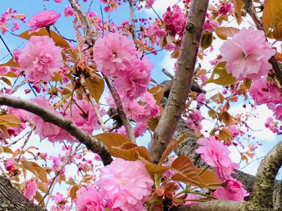 IMG_4324.jpg?type=w966