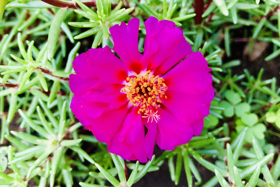 IMG_1458.jpg?type=w966