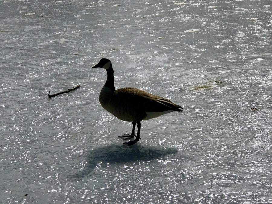 IMG_3106.jpg?type=w966