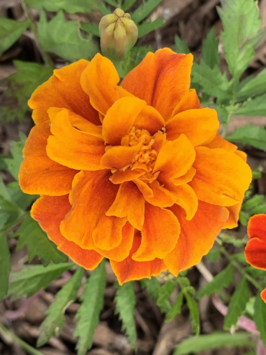 IMG_6256.jpg?type=w966