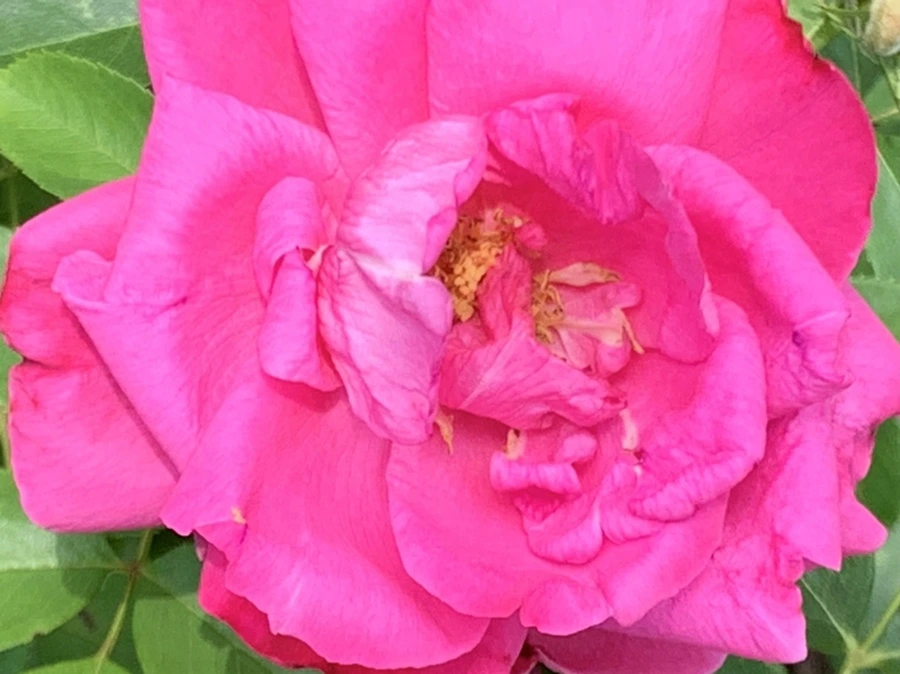 IMG_5447.jpg?type=w966