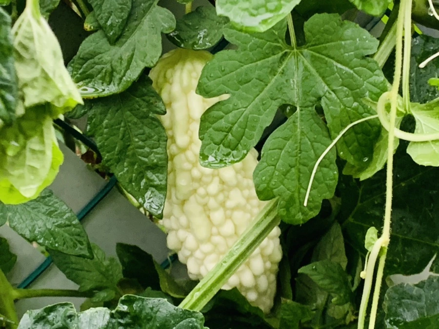 IMG_3693.jpg?type=w966