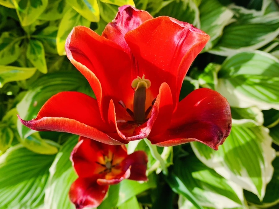 IMG_1091.jpg?type=w966