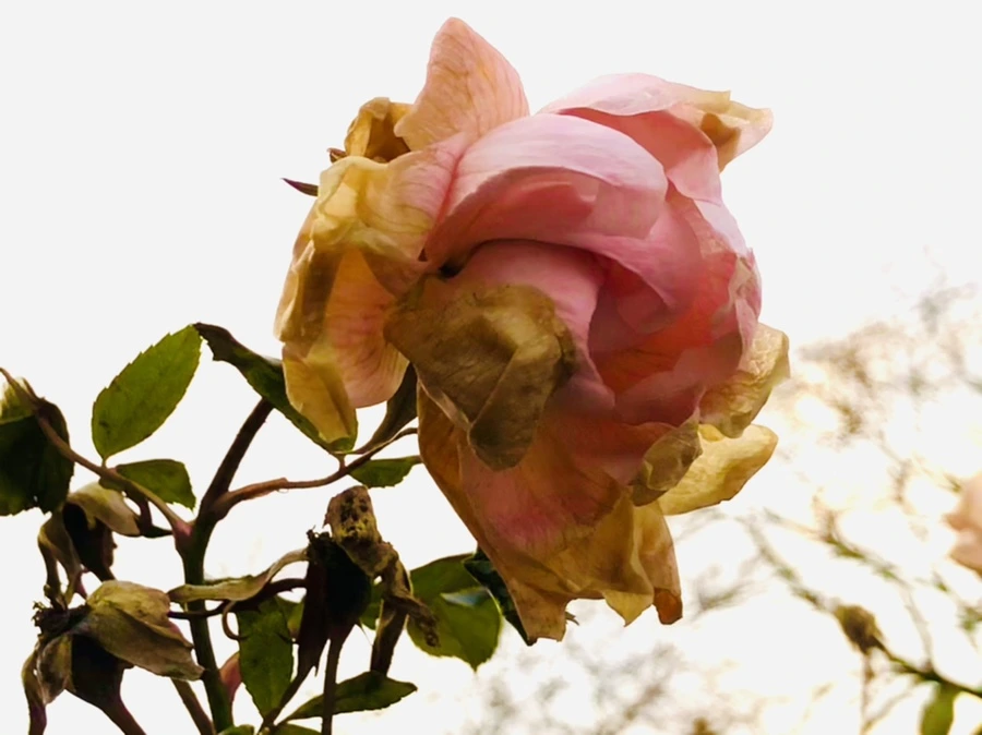 IMG_8193.jpg?type=w966