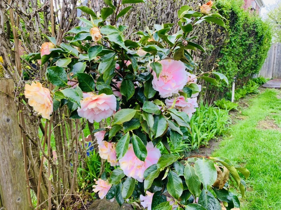 IMG_4032.jpg?type=w966