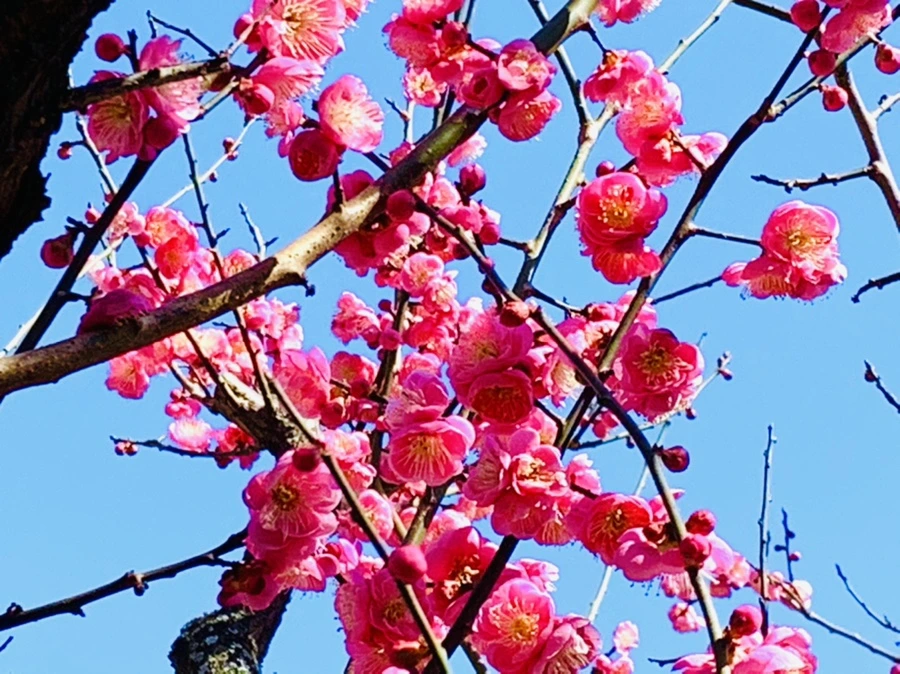 IMG_3029.jpg?type=w966