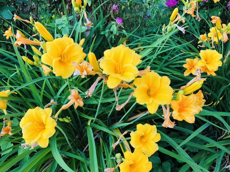 IMG_0158.jpg?type=w966