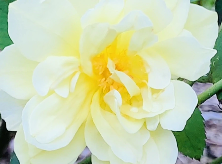 IMG_6928.jpg?type=w966