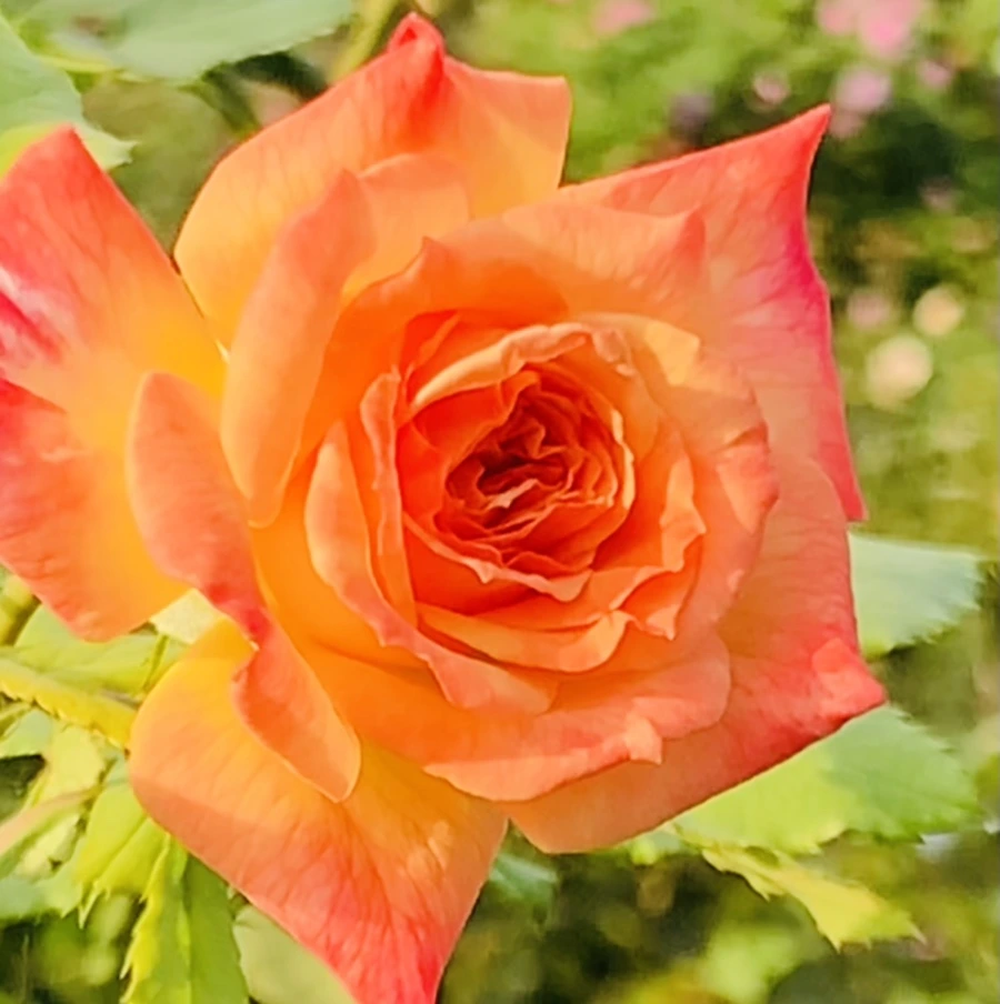 IMG_1217.jpg?type=w966