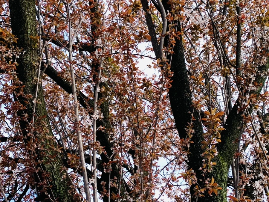 IMG_1534.jpg?type=w966